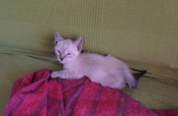 Bild von Panchai