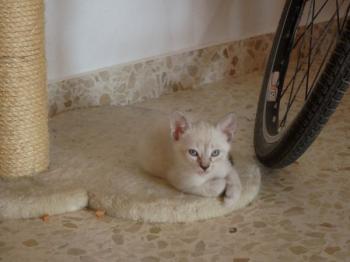 Bild von Panchai