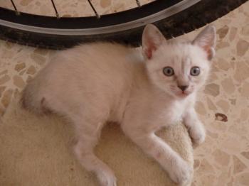 Bild von Panchai