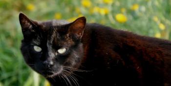 Negro Bild von Negro