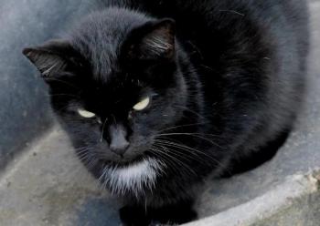 Bild von Sally