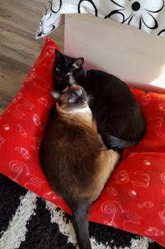 Coco Bild von Coco