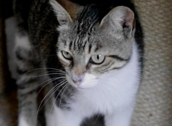 Bild von Shakina