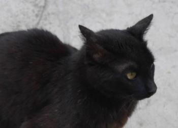Diana Bild von Diana