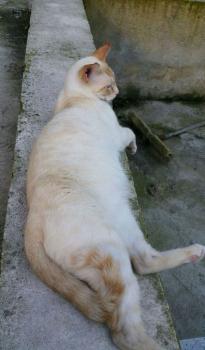 Caramelo Bild von Caramelo