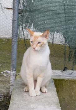 Caramelo Bild von Caramelo