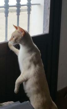 Caramelo Bild von Caramelo