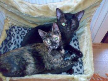 Scully und Mulder Bild von Ikatz