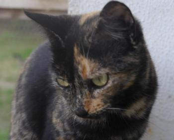 Bild von Cho