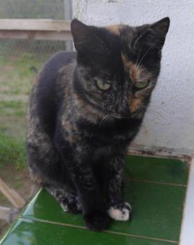 Bild von Cho