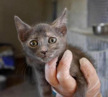 Nala Bild von Nala