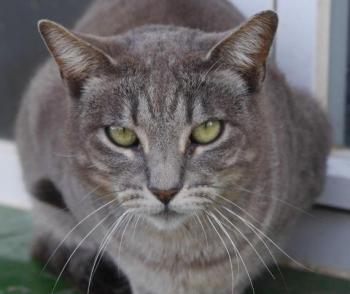 Simba Bild von Simba