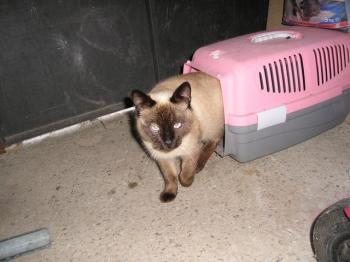 Bild von Simba
