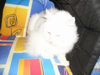 Iria Bild von Iria