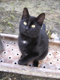 Esqueleto Bild von Esqueleto