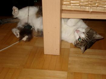Lily Bild von Tikal