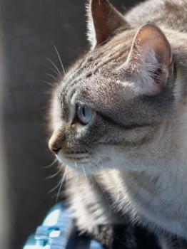 Bild von Nino