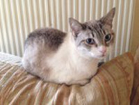 Vincenta Bild von Vincenta
