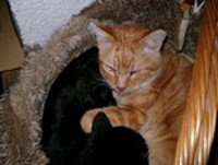 Webster Bild von Webster