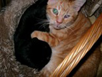 Webster Bild von Webster