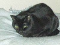 Merlin Bild von Merlin