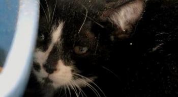 Cirah Bild von Cirah