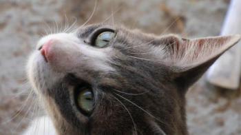 Bild von Taio