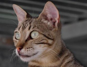Minou Bild von Minou