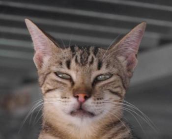 Minou Bild von Minou
