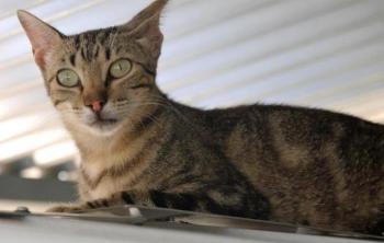 Minou Bild von Minou