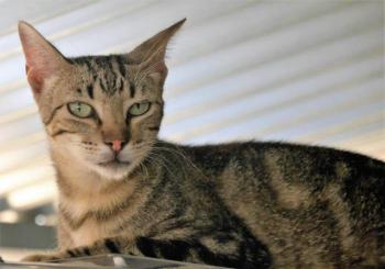 Minou Bild von Minou