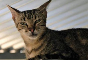 Minou Bild von Minou