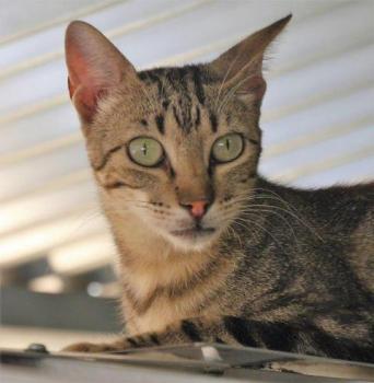 Minou Bild von Minou