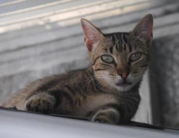 Minou Bild von Minou