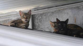 Minou Bild von Minou