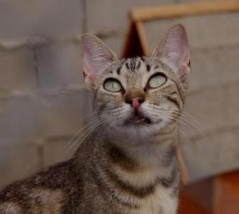 Minou Bild von Minou