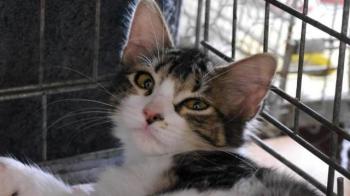 Bild von Mouche
