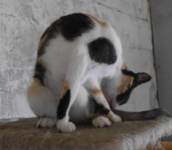 Saphra Bild von Saphra
