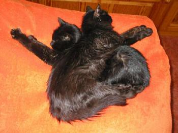 Mavi und Freund Bild von Samantha