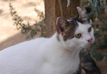 Daisy Bild von Daisy