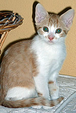 Placido Bild von Placido