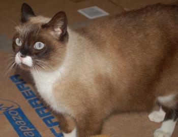 Brownie Bild von Brownie