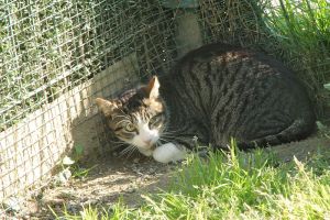 Bild von Bittor