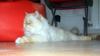 Aslan Bild von Aslan