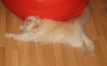 Aslan Bild von Aslan