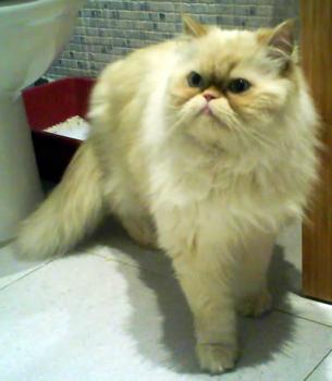 Aslan Bild von Aslan