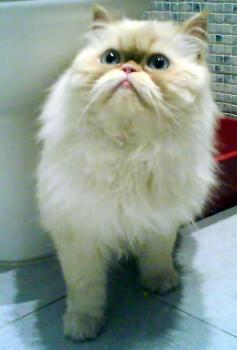 Aslan Bild von Aslan