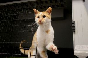Bild von Berlioz