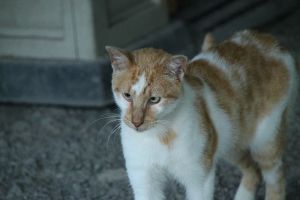 Bild von Berlioz