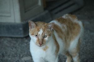 Bild von Berlioz